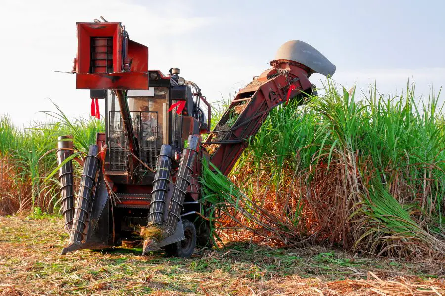 Récolte de la canne à sucre par machine