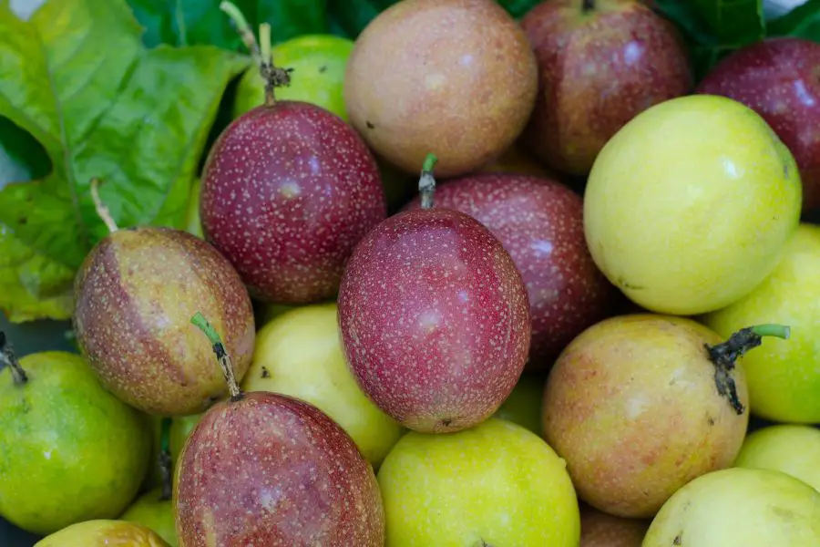 Rhum Arrangé Fruit de la Passion - les fruits pas encore assez mûrs