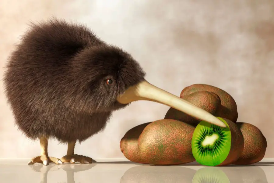 Recette Rhum Arrangé Kiwi - le choix du kiwi est important, il faut prendre celui de droite
