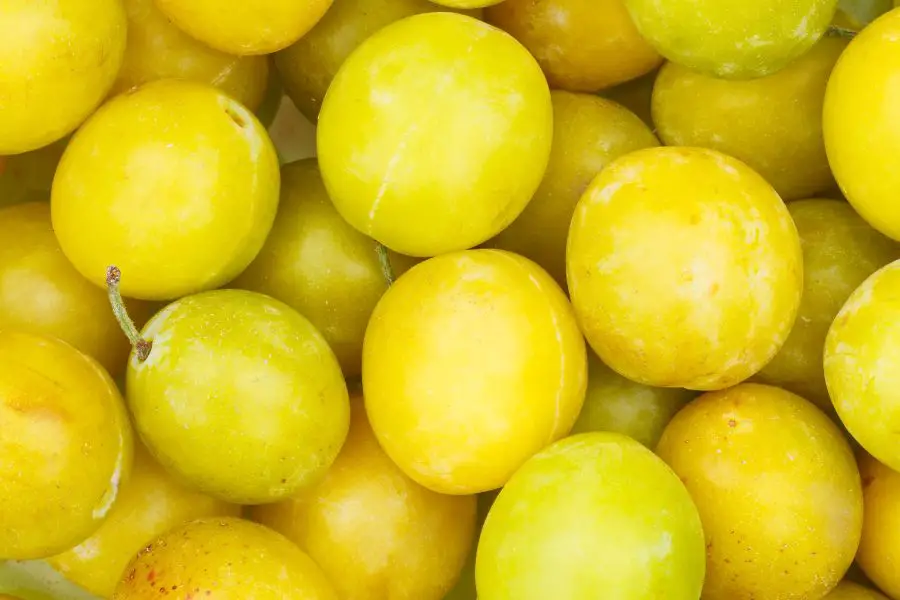 Recette Rhum Arrangé Mirabelle - vous pourrez également choisir d'autres variétés de prune