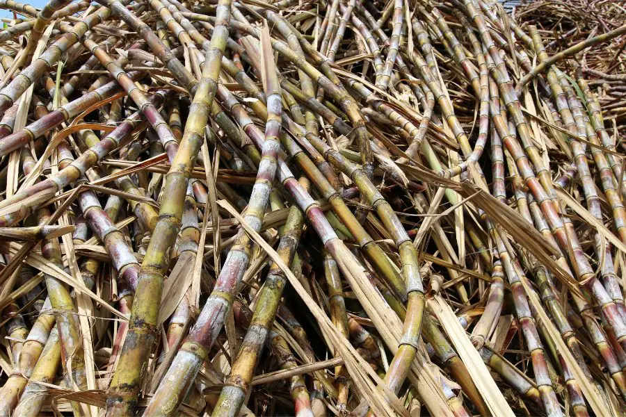 Rhum de Martinique - Cannes à sucre coupées, la matière première du rhum agricole